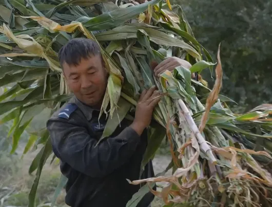 富深优配 “我们家只有妈妈一个人，有3亩地……”这条评论惊动了警方